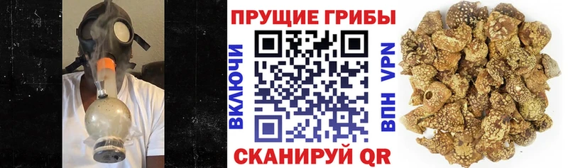 блэк спрут зеркало  Мелеуз  Галлюциногенные грибы мицелий  наркота 