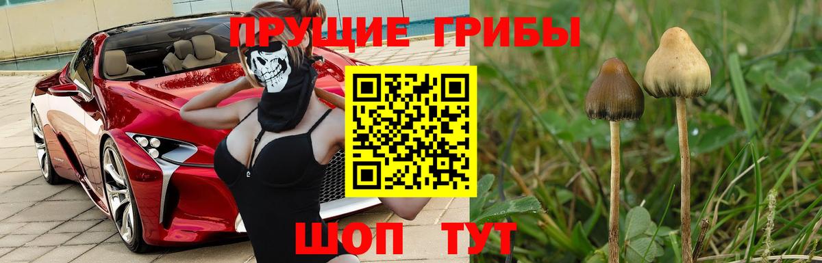 Галлюциногенные грибы Psilocybine cubensis  Мелеуз 